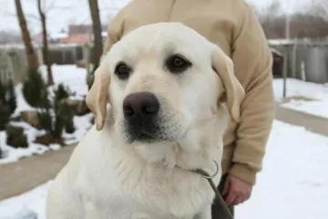 NAJLJEPŠI LABRADOR U KINI: Šampion Picasso obitelji Hemen
