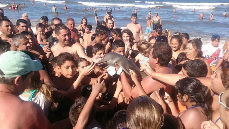 Selfieji bitni od života? Zbog nabrijanih turista i 'fotke za Instagram' uginuo jo&scaron; jedan dupin