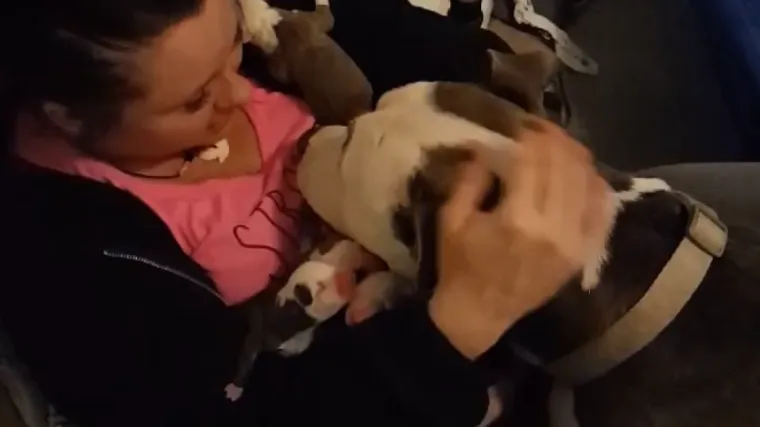 Ova snimka će vas rastopiti: Kujicu je potpuno izbezumila činjenica da je postala majka jedanaestero &scaron;tenaca