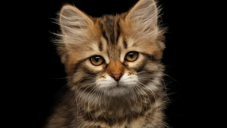 Bionička maca: bugarski mačić dobio umjetne &scaron;ape