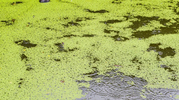 Njome se hrane ptice, insekti i ribe, a mogla bi postati jednim od glavnih izvora hrane za ljude