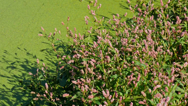 Odličan izvor proteina: Hoće li vodena leća postati hrana budućnosti? Znanstvenici su složni