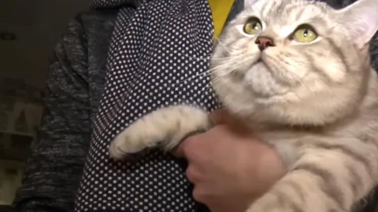 'Vidoviti' mačak prestravio vlasnika: 'Ima nadnaravne sposobnosti, usađuje ideje u va&scaron; mozak'