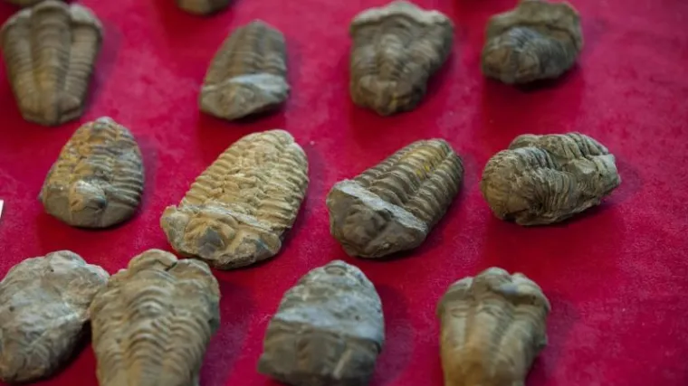 Čovjekov najstariji predak: milimetar visok, živio u morskom plićaku i izgledao je poput naborane stare vreće