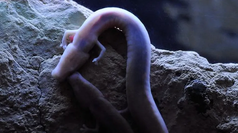 Očuvanje populacije: postojnske umjetno uzgojene čovječje ribice dosegnule 6 centimetara