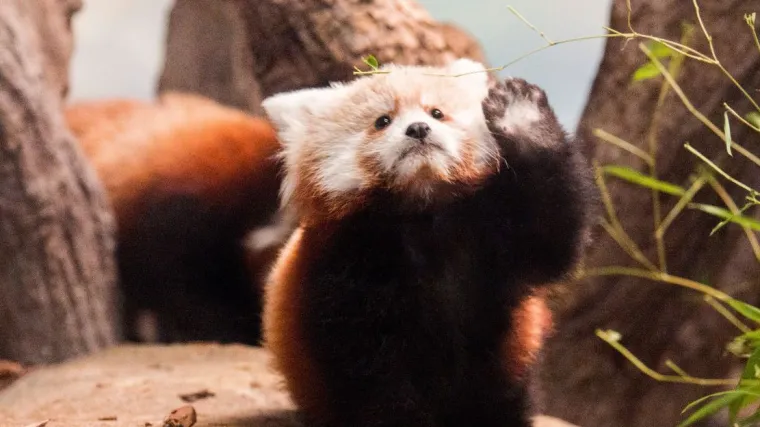 Najbolji izazov u povijesti Twittera: tko će objaviti sliku najslađe životinjice?