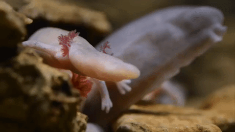 Umjetno uzgojene čovječje ribice u Postojnskoj jami lijepo napreduju