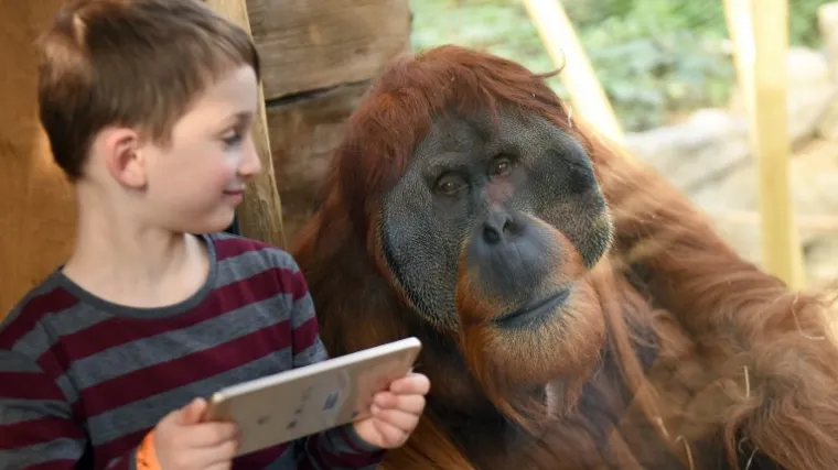 Kako bi potaknuli razmnožavanje, uvode 'Tinder za orangutane'