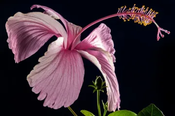 Vrste hibiskusa: koje su najpoznatije vrste hibiskusa?