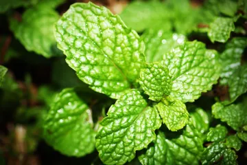 Menta uzgoj u vašem domu  - Menta u kuhinji