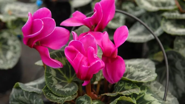 Ciklame u tegli: Saznajte kako brinuti za ciklame u tegli