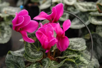 Ciklame u tegli: Saznajte kako brinuti za ciklame u tegli