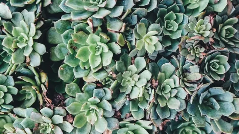 Čuvarkuća uzgoj: Naučite kako se uzgaja čuvarkuća