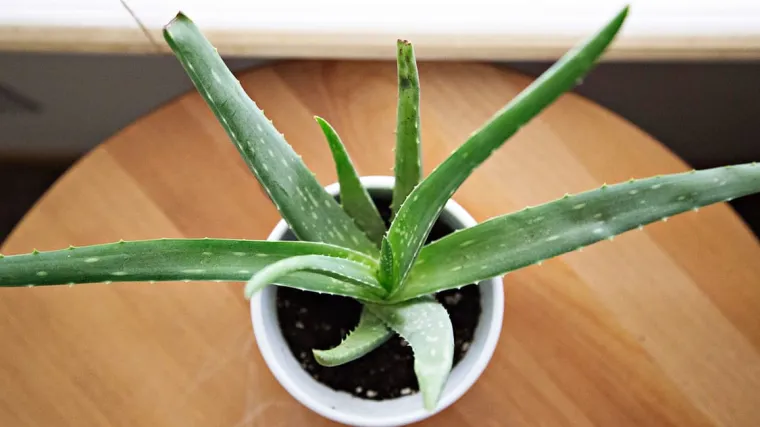 Kako zalijevati aloe veru: Provjerite kako se zalijeva aloe vera