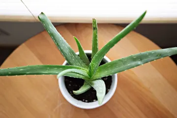 Kako zalijevati aloe veru: Provjerite kako se zalijeva aloe vera