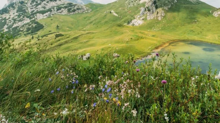 Erika cvijet: Saznajte sve o uzgoju cvijeta erika