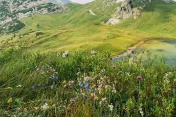 Erika cvijet: Saznajte sve o uzgoju cvijeta erika