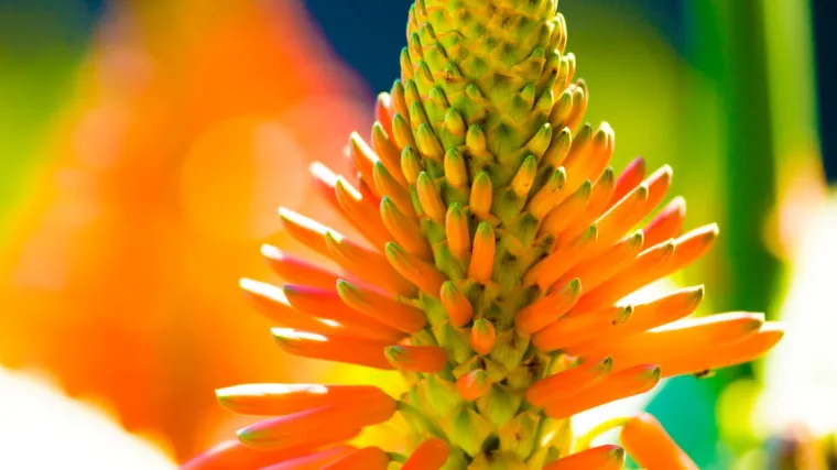 Aloe vera uzgoj: Otkrijte kako se uzgaja aloe vera