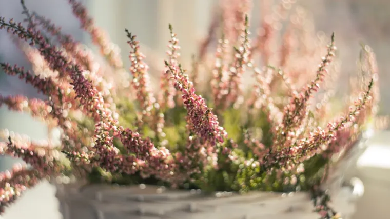 Vrijesak biljka: Otkrijte svojstva biljke vrijesak