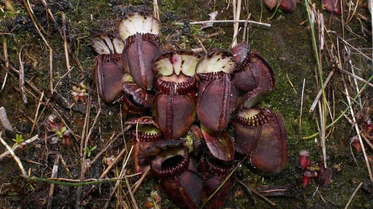 Znanstvenici otkrili za&scaron;to su nastale biljke mesožderke