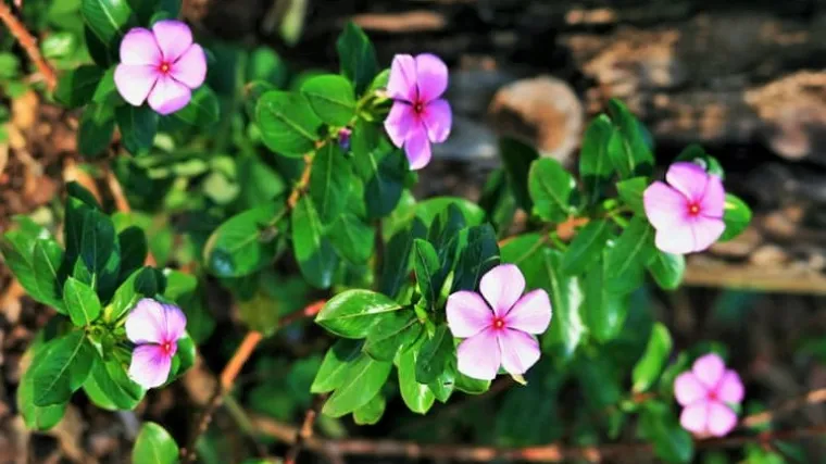 Vinka cvijet: Otkrijte tajne uzgoja cvijeta vinka