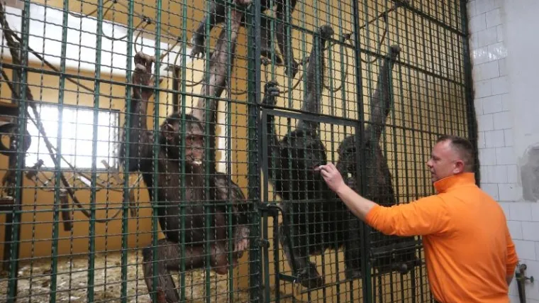 Neraspoloženi zbog zime: pogledajte na koji se način osječki veterinari bore protiv depresije majmuna