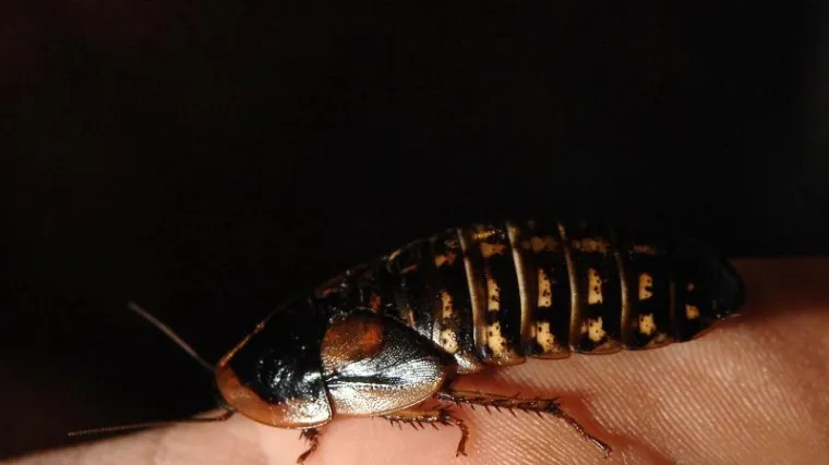 Ostvarenje svih noćnih mora: žohar joj tijekom spavanja u&scaron;ao u nos i smjestio se u lubanji