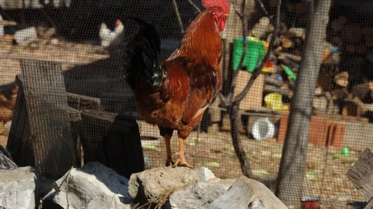 Urbanizacija ruralnog: u Osijeku se psi vi&scaron;e ne mogu držati na lancu, u Zagrebu zabrane za svinje i koko&scaron;i