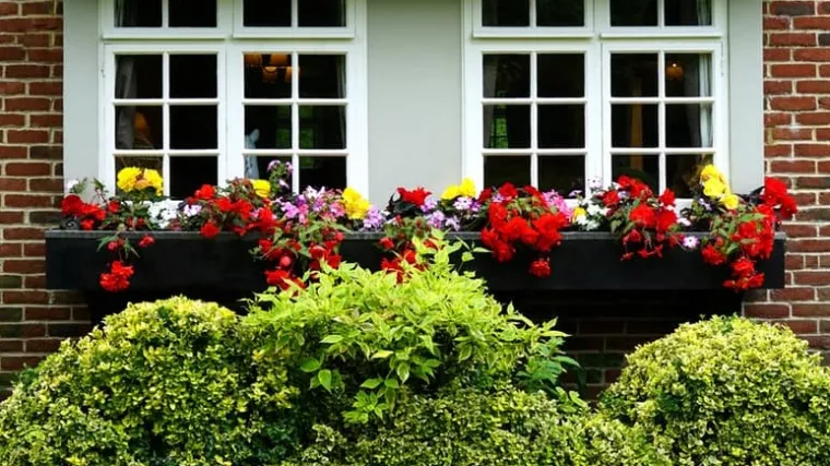 Surfinija uzgoj: Probajte i vi uzgojiti surfiniju!