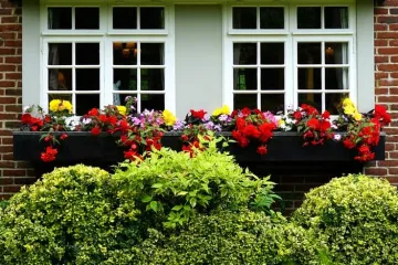 Surfinija uzgoj: Probajte i vi uzgojiti surfiniju!