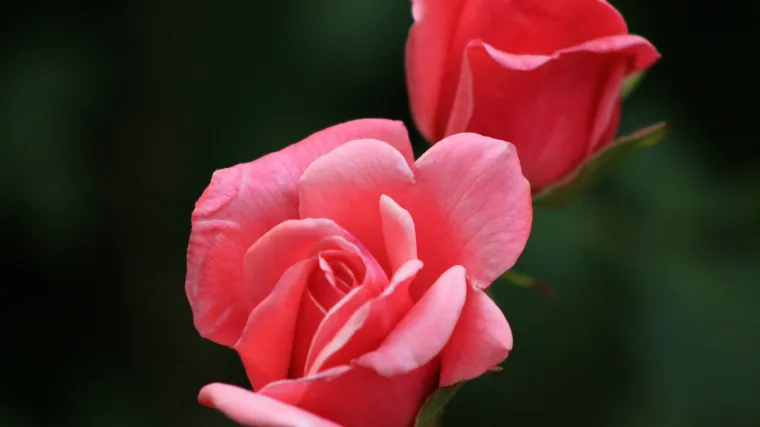 Nametnici na ružama: savjeti kako zaštititi ruže od štetnih nametnika