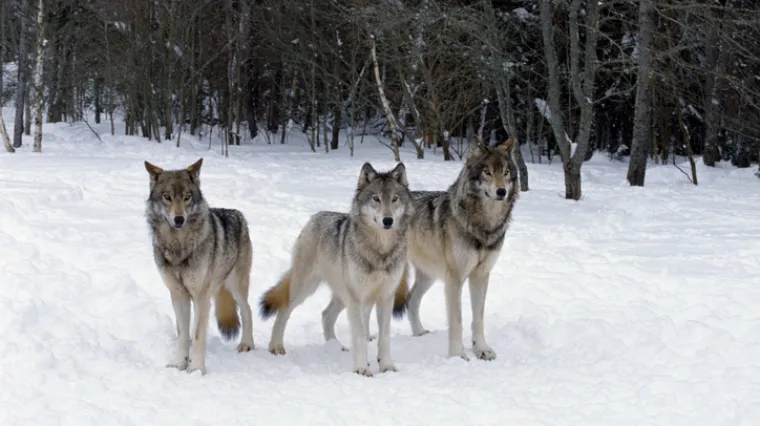 Rastrgali &scaron;est konja i psa, postoji li opasnost za ljude?