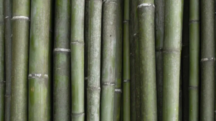 Bambus biljka: Znate li kako održavati biljku bambus?