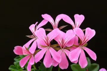 Puzava pelargonija : Znate li kako se uzgaja puzava pelargonija?