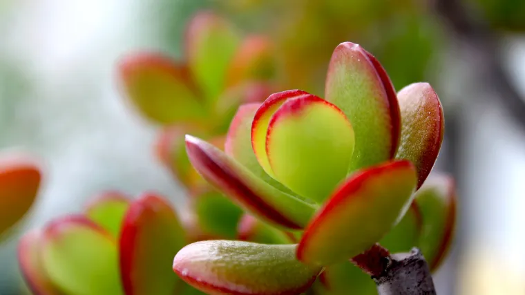 Krasula biljka: kako uzgojiti japansko drvo koje privlači novac