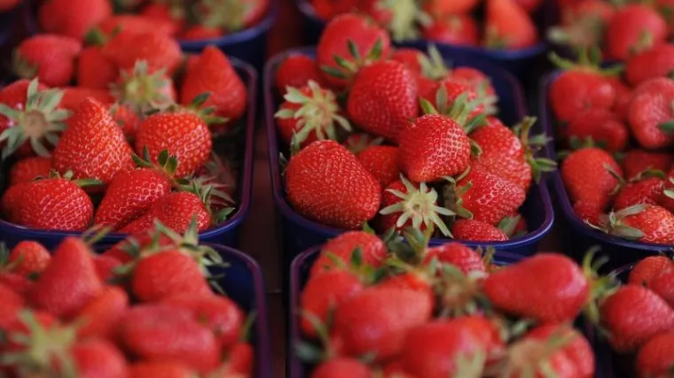 Sadnja jagoda: Naučite kada i kako se sade jagode