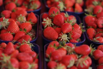 Sadnja jagoda: Naučite kada i kako se sade jagode