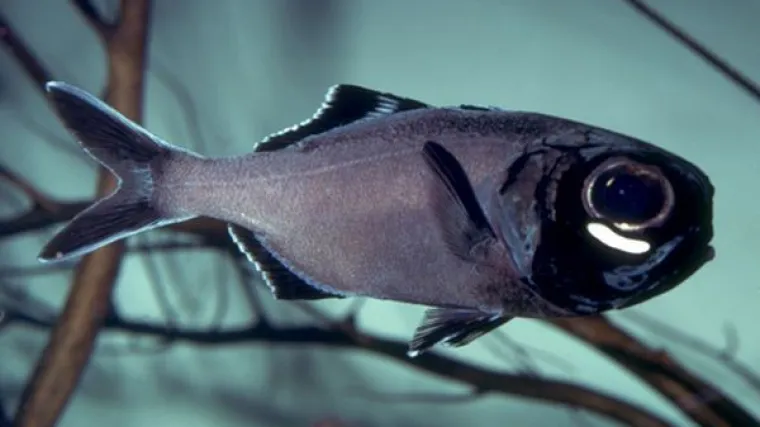 Ove ribe žive u mrklom mraku, ispod očiju im narasle – svjetiljke