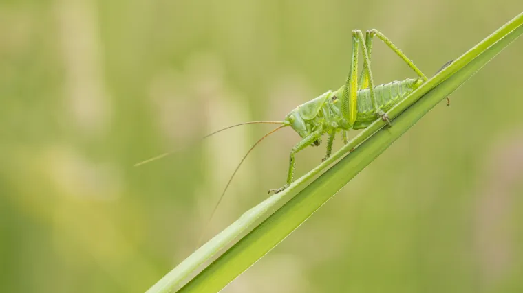 Zvuk ljeta mogao bi postati pro&scaron;lost: cvrčcima prijeti izumiranje!