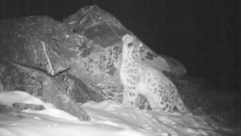 Mislilo se da snježni leopard ne može glasno rikati, dok ovaj nije počeo zvati svoju dragu...