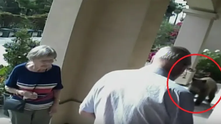Ne može bizarnije: medvjed im upao na trijem, oni ga nisu ni primijetili