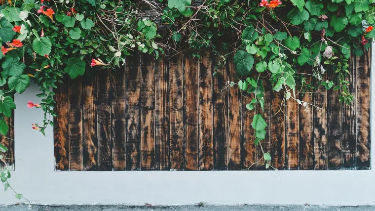 Biljke penjačice: ideje za uređenje dvorišta i balkona