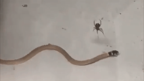 Ovakvo &scaron;to se rijetko viđa. &Scaron;to mislite, tko će koga pretvoriti u doručak?