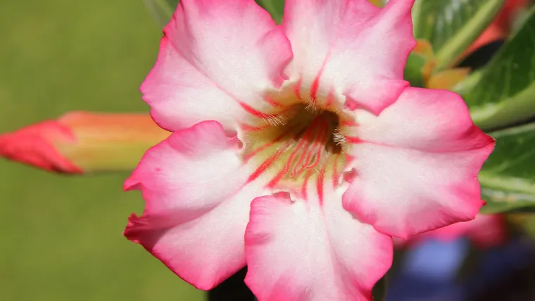 Pustinjska ruža cvijet: savjeti za uzgoj i održavanje