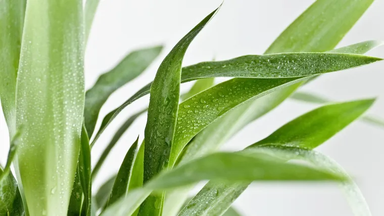 Drvo života uzgoj: kako održavati, presađivati i zalijevati drvo života