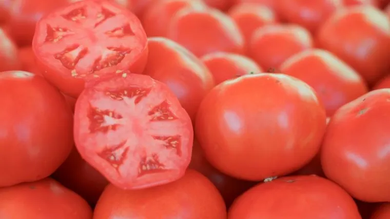 Sadnja rajčice: saznajte kako se sadi rajčica