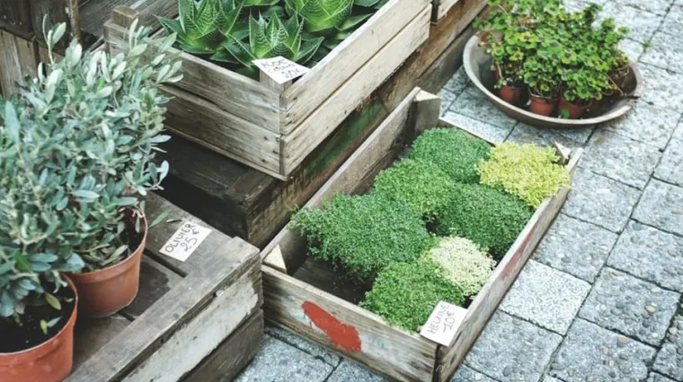 Kućna sreća - uzgojite i vi kućnu sreću!