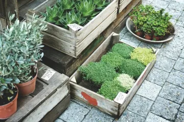 Kućna sreća - uzgojite i vi kućnu sreću!