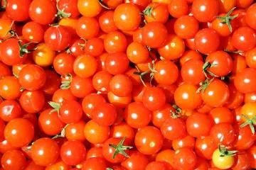 Sadnja rajčice na balkonu – posadite rajčicu na svom balkonu!