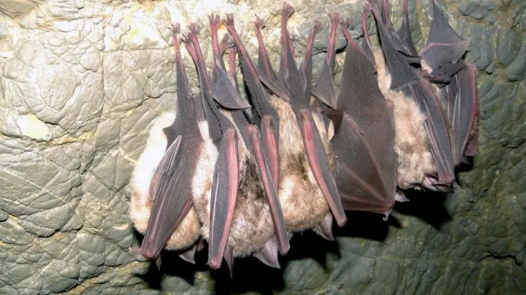 Nemojte misliti da žive samo u &scaron;piljama, možda ih imate i na svom tavanu